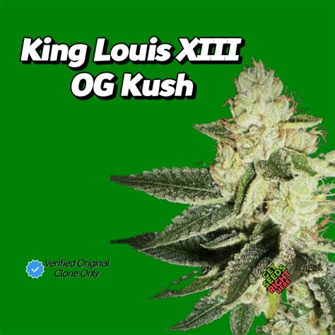 king louis xiii og kush.